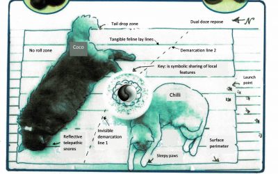 ‘The Facts of the Cat Nap – In a Map. A Prose Poem.’ By Wendi Bradshaw